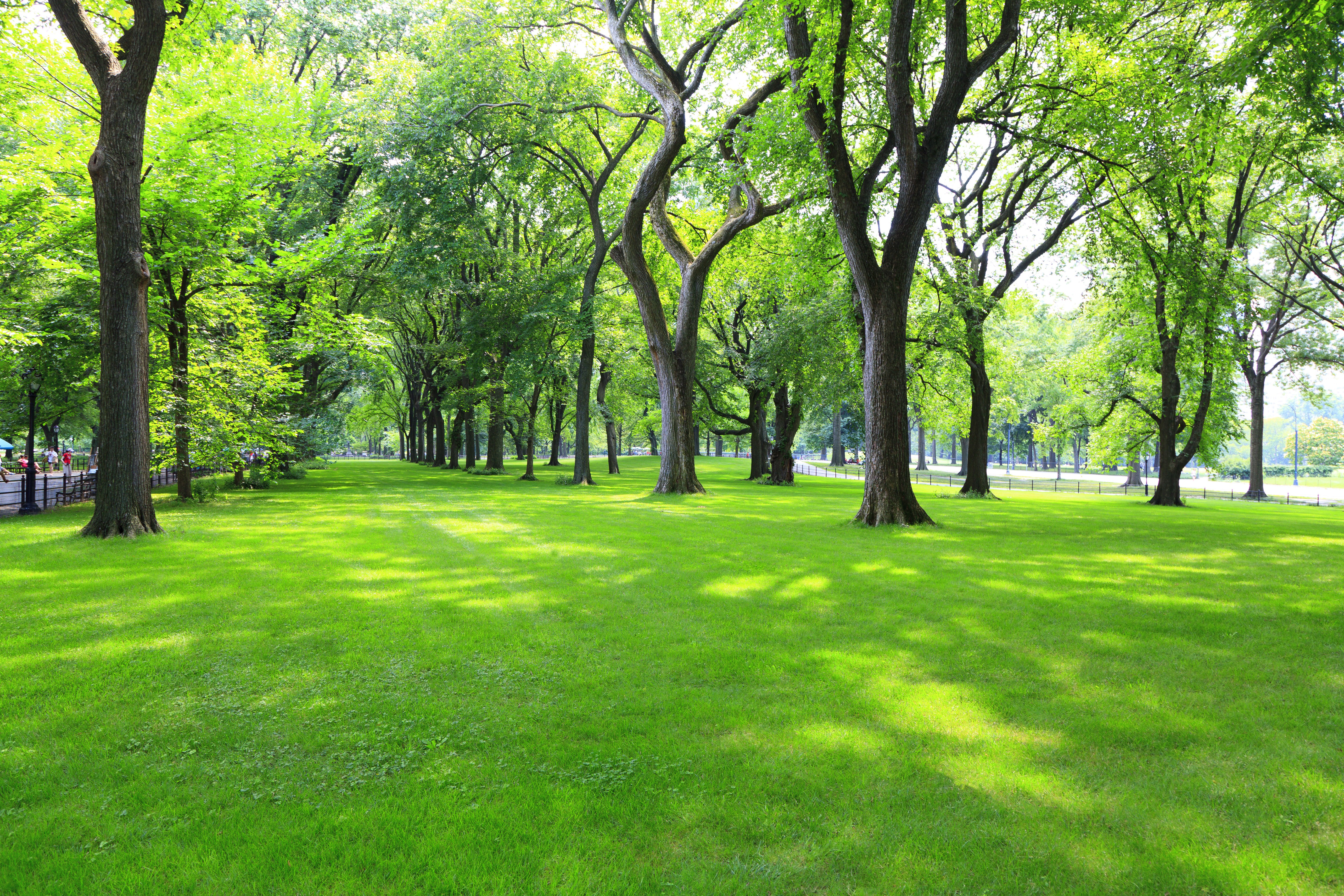 A park view with green grass and trees